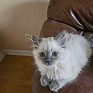 Pickles joined the competition — help win amazing prizes! cat, kitten, fluffy, blue_eyes, fur, whiskers, paws, couch, leather, pet, indoor, home_interior, sitting, portrait, closeup, cute, curious, domestic_cat, upholstery, furniture