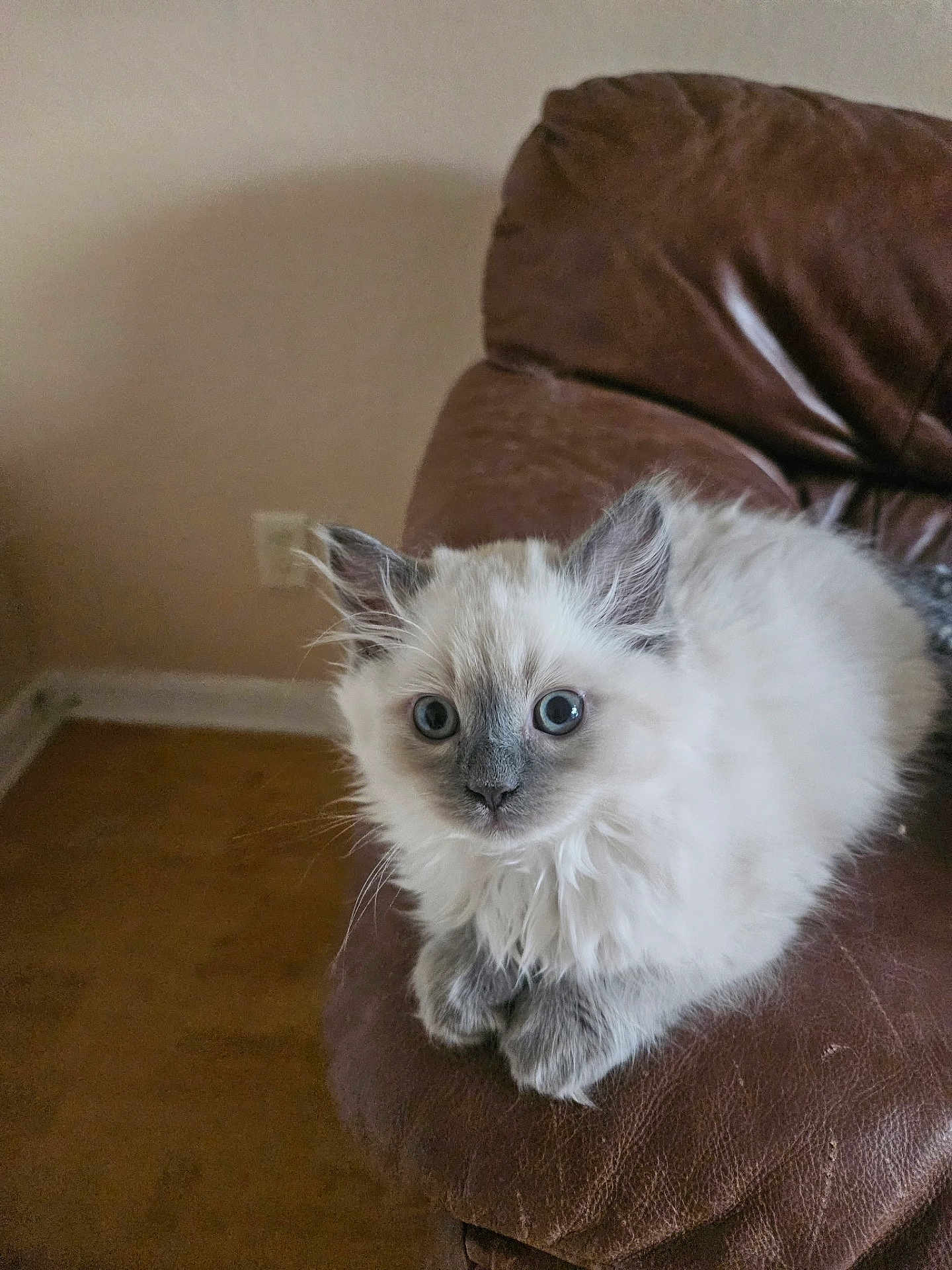 Pickles joined the competition — help win amazing prizes! cat, kitten, fluffy, blue_eyes, fur, whiskers, paws, couch, leather, pet, indoor, home_interior, sitting, portrait, closeup, cute, curious, domestic_cat, upholstery, furniture