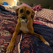 Hennessy joined the competition — help win amazing prizes! dog, bed, blanket, pacifier, lamp, indoor, pet, brown_dog, headboard, pillow, furniture, comfort, relaxed, animal, domestic, cute, lying_down, warm_lighting, bedroom, decor