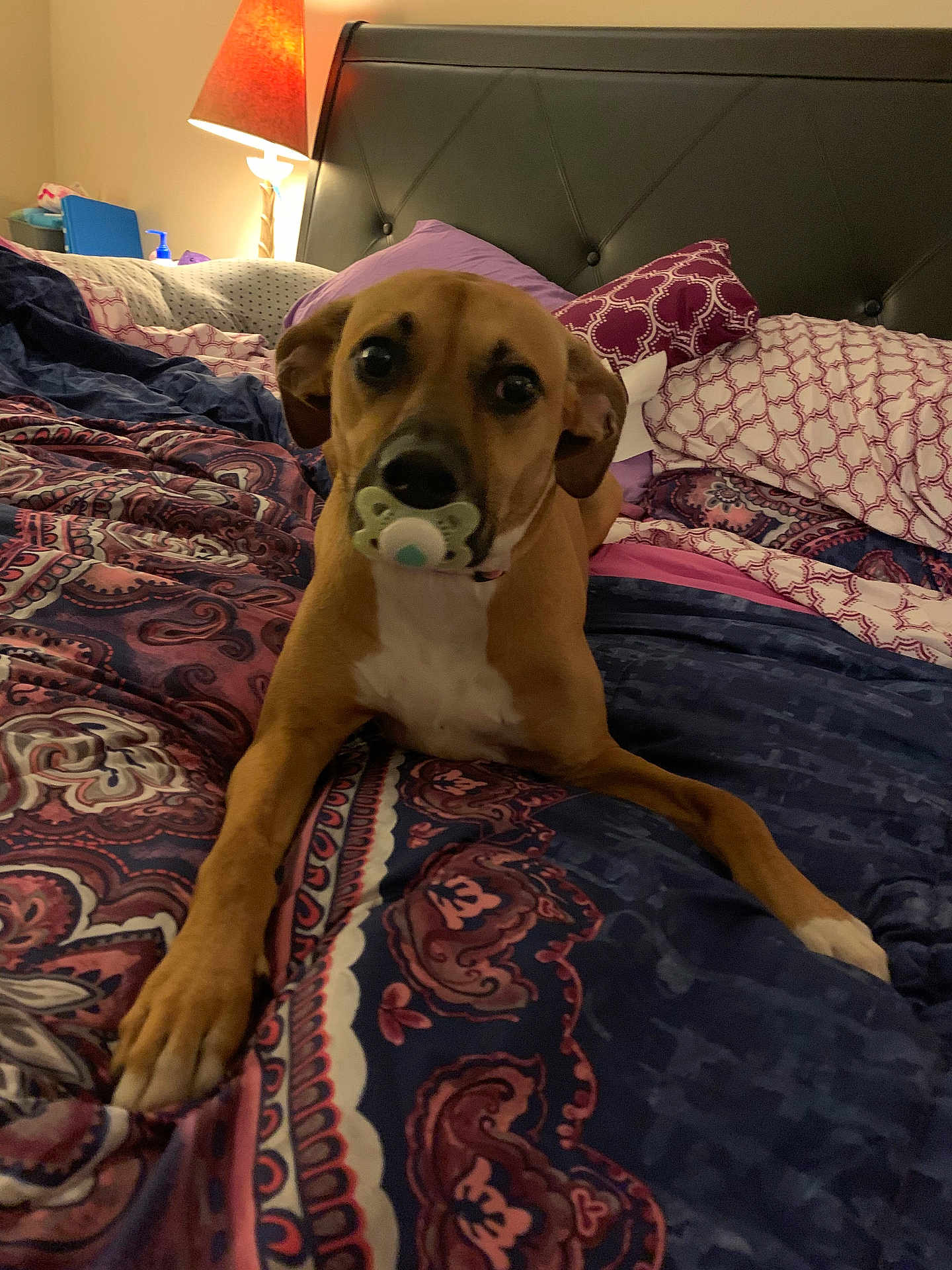 Hennessy joined the competition — help win amazing prizes! dog, bed, blanket, pacifier, lamp, indoor, pet, brown_dog, headboard, pillow, furniture, comfort, relaxed, animal, domestic, cute, lying_down, warm_lighting, bedroom, decor