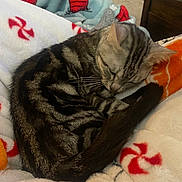 Scarlett is registered to the contest to win money with this photo: blanket, blue, cat, cozy, curled_up, cute, fur, furniture, home, indoor, peppermint_pattern, pet, red, resting, sleeping, soft, tabby, tail, whiskers, white