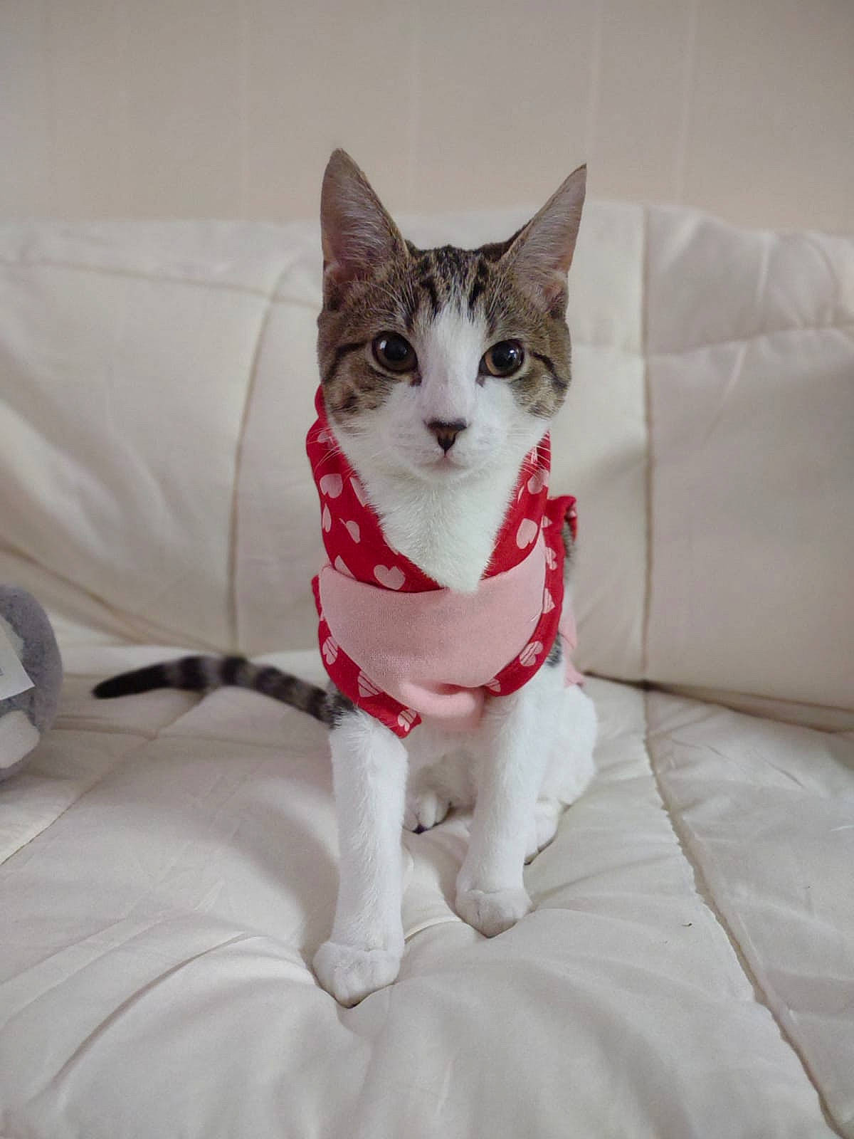 Kyra is registered to the contest to win money with this photo: carmine, carnivore, cat, comfort, domestic_short_haired_cat, eye, felidae, flooring, foot, fur, head, human_leg, linens, paw, sitting, small_to_medium_sized_cats, snout, tail, terrestrial_animal, whiskers