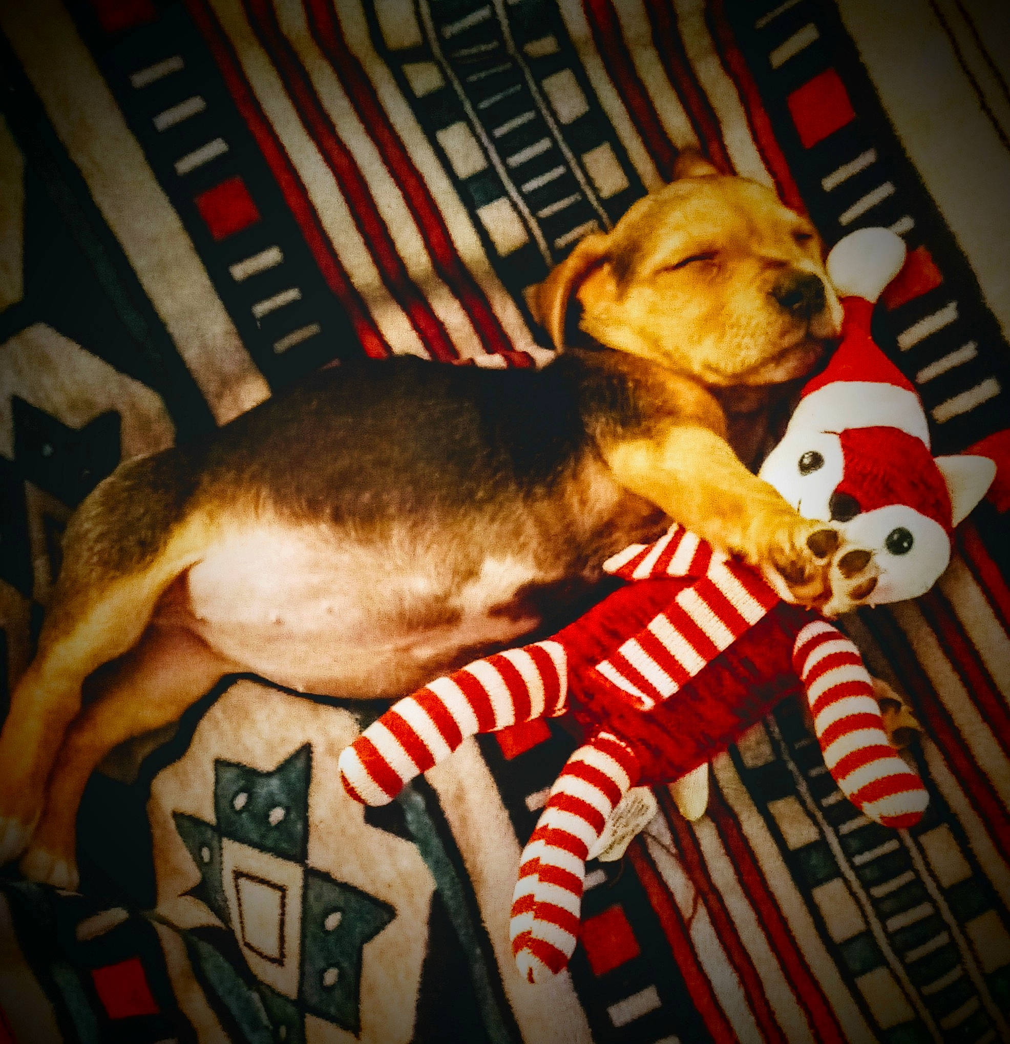 Millie is registered to the contest to win money with this photo: canidae, carnivore, companion_dog, dog, dog_bed, dog_breed, dog_supply, dog_toy, fawn, linens, liver, pet_supply, plush, puppy, snout, sporting_group, stuffed_toy, toy, working_animal, working_dog