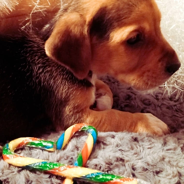 Millie joined the competition — help win amazing prizes! canidae, carnivore, companion_dog, confectionery, dessert, dog, dog_breed, dog_supply, fawn, fur, liver, pet_supply, puppy, snout, sporting_group, sweetness, terrestrial_animal, vertebrate, whiskers, working_animal