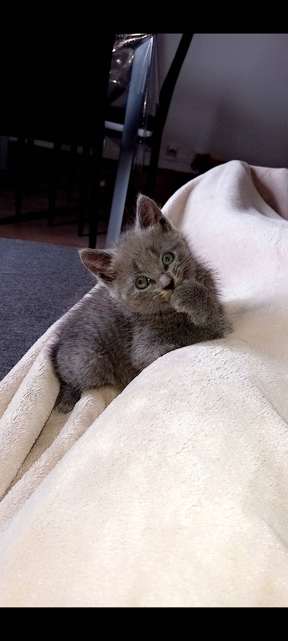 Sora participe au concours pour gagner de l'argent avec cette photo : carnivore, cat, claw, comfort, domestic_short_haired_cat, fawn, felidae, fur, grey, nap, russian_blue, sitting, sleep, small_to_medium_sized_cats, snout, tail, terrestrial_animal, whiskers