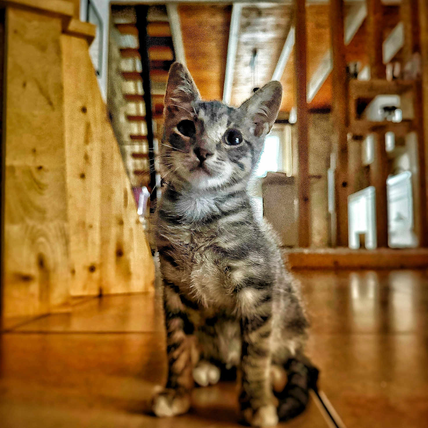 Dino a rejoint le concours — aidez-le/la à gagner de superbes lots ! animal, cat, curious, cute, domestic, ears, feline, floor, fur, house, indoor, kitten, mammal, pet, small, stairs, tabby, whiskers, wooden_floor, young_cat