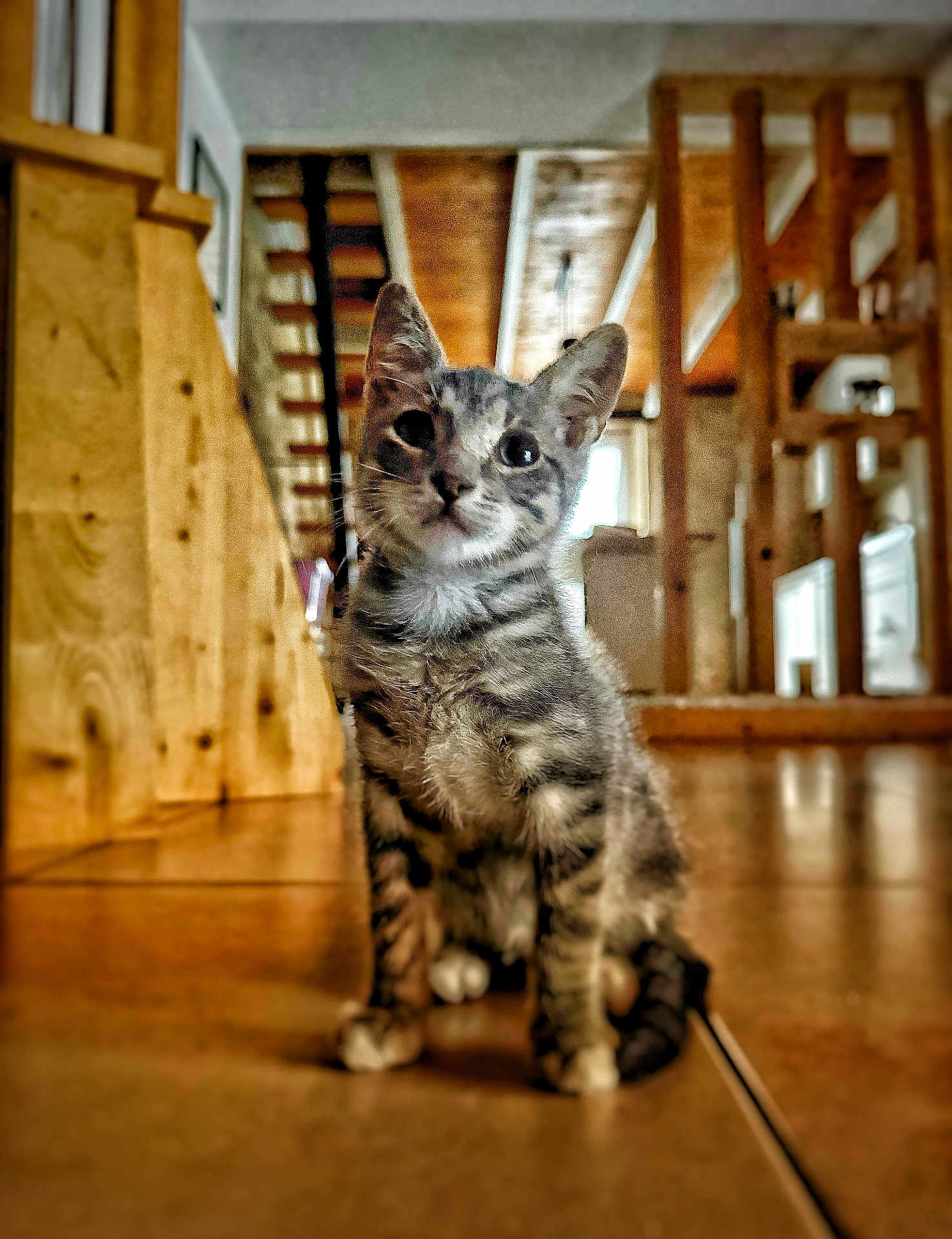 Dino a rejoint le concours — aidez-le/la à gagner de superbes lots ! kitten, cat, tabby, indoor, wooden_floor, stairs, house, pet, young_cat, fur, cute, animal, domestic, whiskers, ears, floor, curious, small, mammal, feline