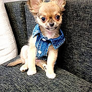 Zaïa participe au concours pour gagner de l'argent avec cette photo : puppy, dog, chihuahua, denim_vest, pet, cute, small_dog, ears, sitting, couch, indoor, fur, animal, portrait, young_dog, domestic_animal, canine, fashion, texture, brown_fur