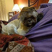 Gunner Tucker is registered to the contest to win money with this photo: dog, bed, blanket, pillow, lamp, indoor, pet, resting, brown, white, purple, furniture, cozy, fur, small_dog, comfort, household, relaxing, casual, portrait