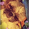dog, pet, portrait, blanket, cozy, cute, fur, face, animal, closeup, sleepy, colorful, hearts, filter, photo_editing, app_interface, resting, warm, soft, indoor
