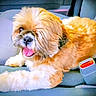 dog, car_seat, tongue_out, fluffy, pet, animal, shaggy_coat, happy, panting, indoor, vehicle, seatbelt_buckle, canine, cute, relaxed, companion, furry, smiling, domestic_animal, friendly