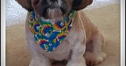 Gunner Tucker is registered to the contest to win money with this photo: dog, small_dog, bandana, colorful, sitting, carpet, indoor, pet, fur, cute, animal, portrait, brown, white, paw_prints, bones, vignette, cozy, companion, friendly