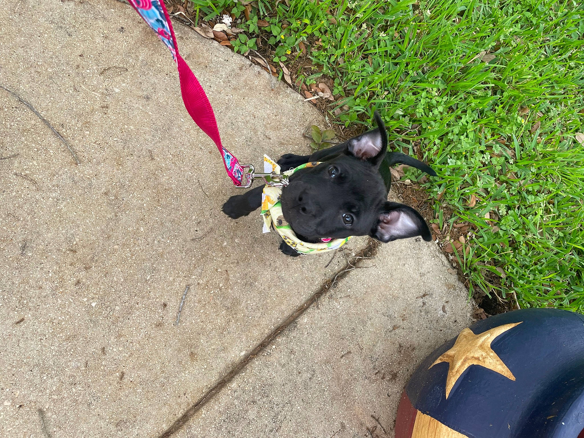 Dahlia joined the competition — help win amazing prizes! asphalt, canidae, carnivore, collar, companion_dog, dog, dog_breed, dog_collar, fashion_accessory, fawn, grass, leash, personal_protective_equipment, pet_supply, road_surface, sidewalk, snout, sporting_group, tail, working_animal