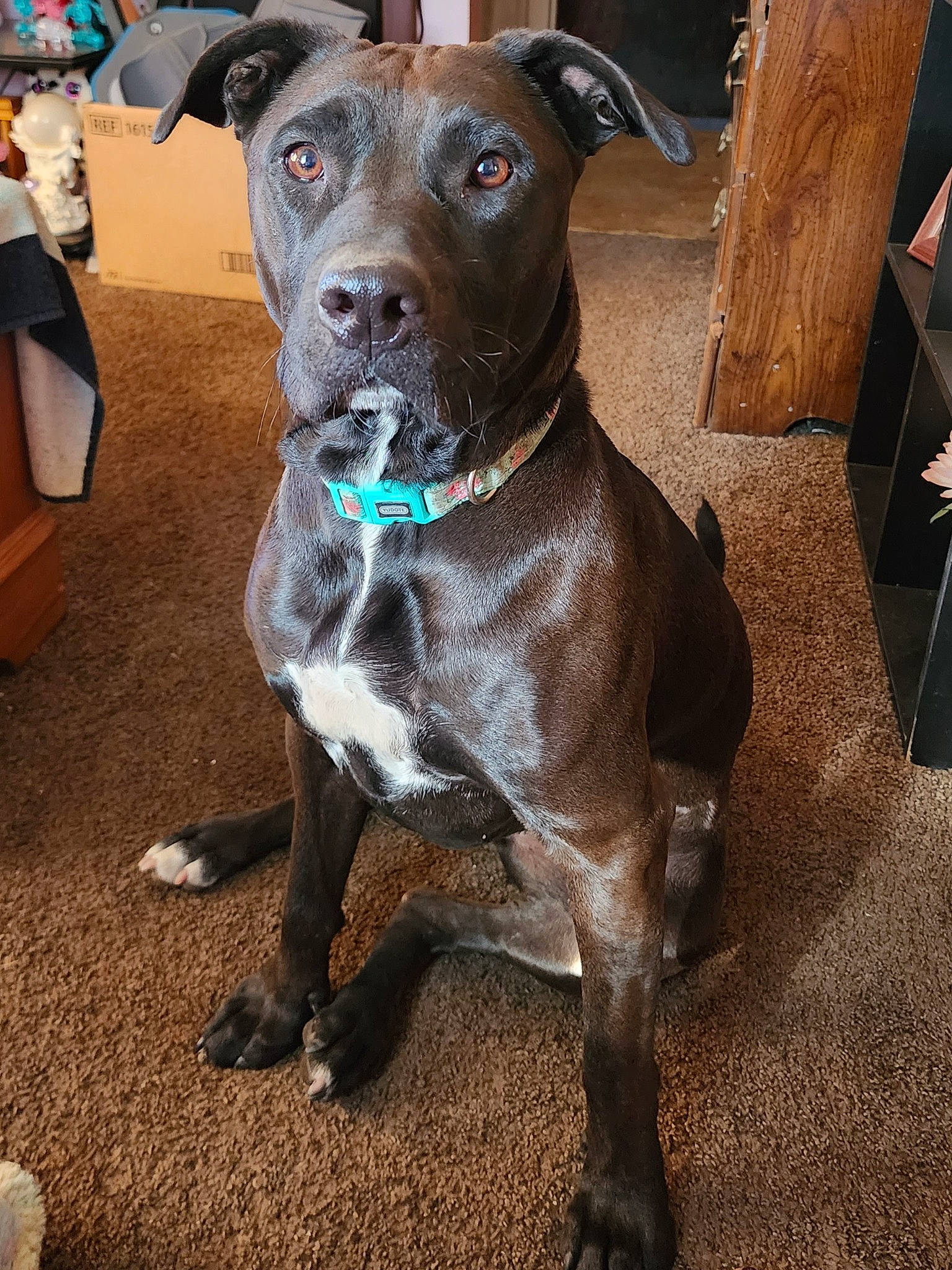 Ella joined the competition — help win amazing prizes! borador, canidae, carnivore, collar, companion_dog, dog, dog_breed, dog_collar, fawn, fur, guard_dog, leash, liver, non_sporting_group, pet_supply, snout, sporting_group, whiskers, working_animal, working_dog