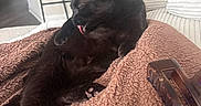 Shadow is registered to the contest to win money with this photo: black_cat, cat, pet, animal, indoor, blanket, furniture, couch, chair, tongue_out, relaxed, cozy, hair_clip, fur, paw, domestic_animal, living_room, resting, cute, sleepy
