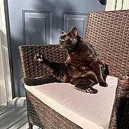 Shadow joined the competition — help win amazing prizes! black_cat, cat, wicker_chair, beige_cushion, stretching, sunlight, blue_door, door_knob, outdoor, shadow, paw, relaxing, pet, animal, feline, home, chair_leg, floor, texture, resting