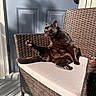 black_cat, cat, wicker_chair, beige_cushion, stretching, sunlight, blue_door, door_knob, outdoor, shadow, paw, relaxing, pet, animal, feline, home, chair_leg, floor, texture, resting
