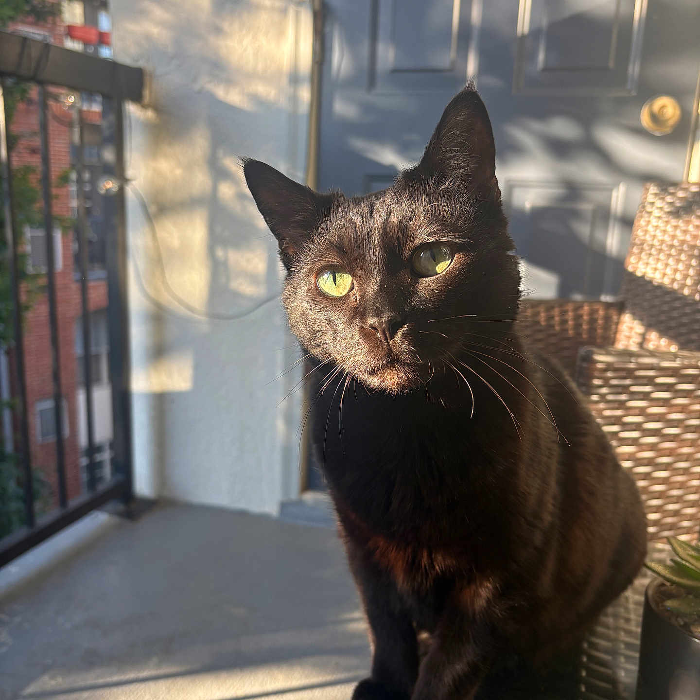 Shadow joined the competition — help win amazing prizes! cat, black_cat, green_eyes, sunlight, shadow, balcony, wicker_chair, potted_plant, door, outdoor, pet, animal, feline, close_up, portrait, domestic_cat, curious, sitting, daylight, home