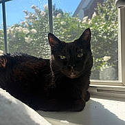 Shadow joined the competition — help win amazing prizes! animal, black_cat, cat, close_up, daylight, domestic_cat, feline, green_eyes, home, houseplant, indoor, pet, quiet, relaxed, resting, shadow, sunlight, whiskers, window_screen, windowsill