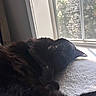 Shadow joined the competition — help win amazing prizes! animal, black_cat, blanket, cat, closeup, cozy, daylight, feline, fur, home, indoor, peaceful, pet, relaxed, resting, sleeping, soft_texture, sunlight, whiskers, window