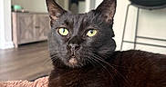 Shadow is registered to the contest to win money with this photo: animal, black_cat, blanket, cat, chair, close_up, cozy, domestic_animal, feline, floor, fur, furniture, green_eyes, home, indoor, living_room, pet, portrait, relaxed, whiskers