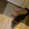 Shadow is registered to the contest to win money with this photo: black_cat, cat, floor, wood_floor, bread, bread_bag, rug, slippers, curious_cat, pet, indoor, kitchen, food, animal, domestic_cat, looking_up, feline, home, cozy, mischief