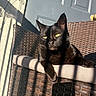 Shadow joined the competition — help win amazing prizes! cat, black_cat, animal, pet, chair, wicker_chair, outdoor, sunlight, shadow, yellow_eyes, relaxed, feline, domestic_cat, resting, portrait, closeup, door, cushion, sunny, daylight