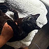 Shadow joined the competition — help win amazing prizes! animal, black_cat, blanket, cat, cozy, cute, floor, fur, green_eyes, hand, human_hand, indoor, paw, person, pet, playing, relaxed, resting, whiskers, white_blanket