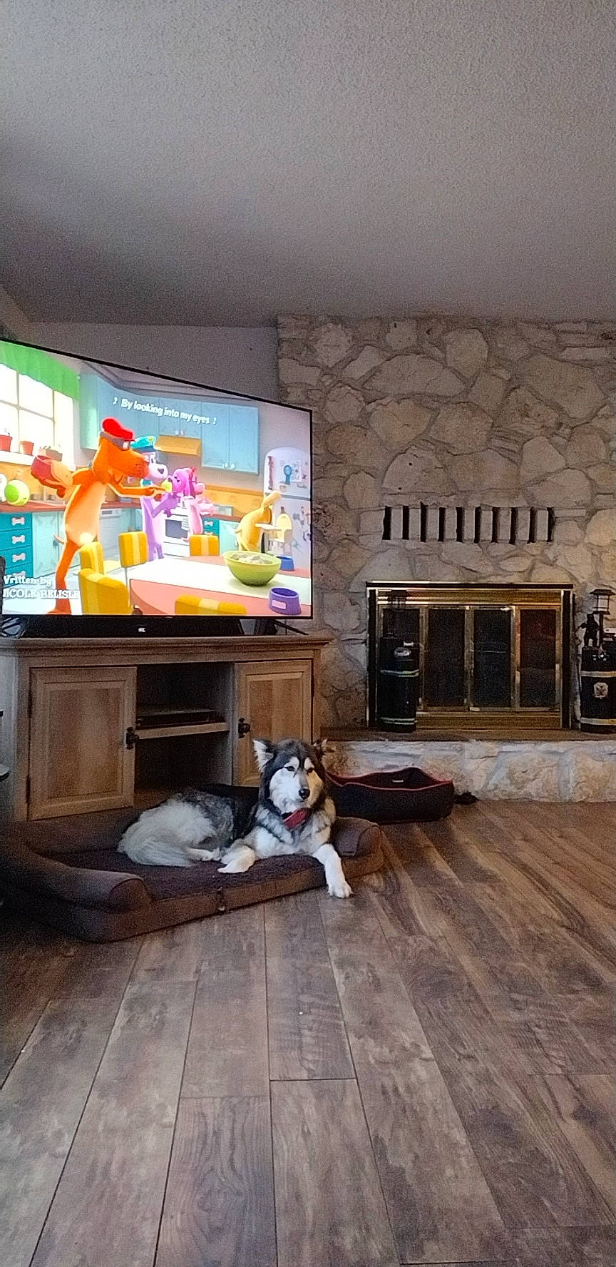 Luna is registered to the contest to win money with this photo: art, building, carnivore, ceiling, companion_dog, dog, door, floor, flooring, hardwood, hearth, home_appliance, house, interior_design, living_room, property, room, television, wood, wood_flooring