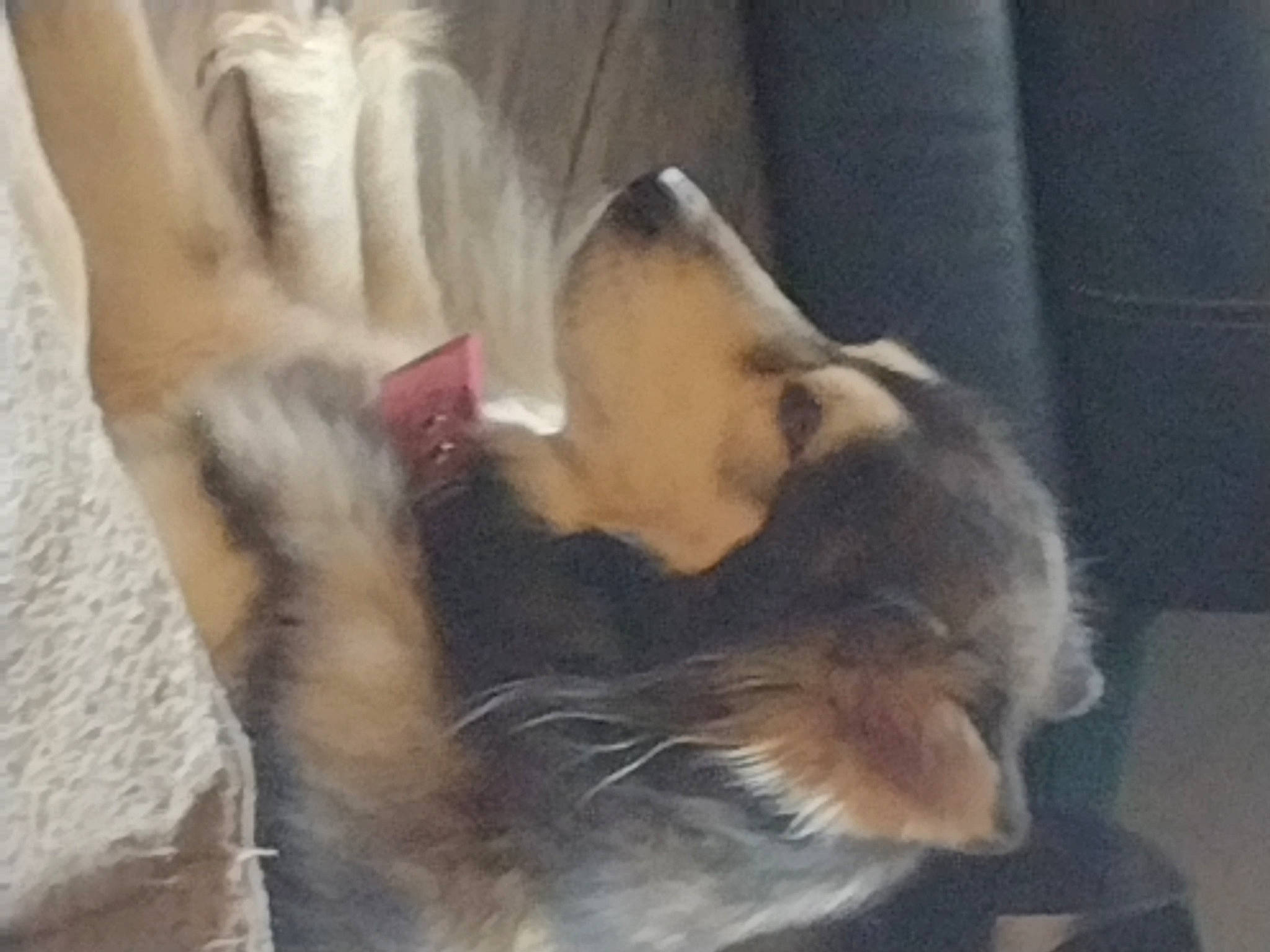 Luna is registered to the contest to win money with this photo: canidae, carnivore, cat, claw, comfort, companion_dog, dog_breed, fawn, felidae, fur, nap, paw, small_to_medium_sized_cats, snout, sporting_group, tail, terrestrial_animal, whiskers, wildlife