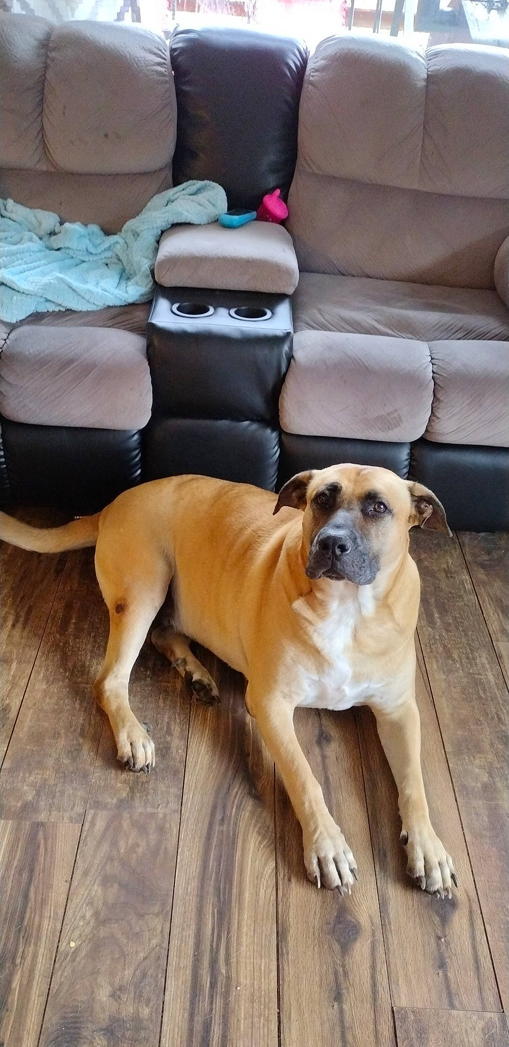 Bruno is registered to the contest to win money with this photo: carnivore, chair, comfort, companion_dog, couch, dog, dog_breed, fawn, floor, flooring, furniture, hardwood, molosser, plant, snout, sporting_group, tail, whiskers, wood, working_animal