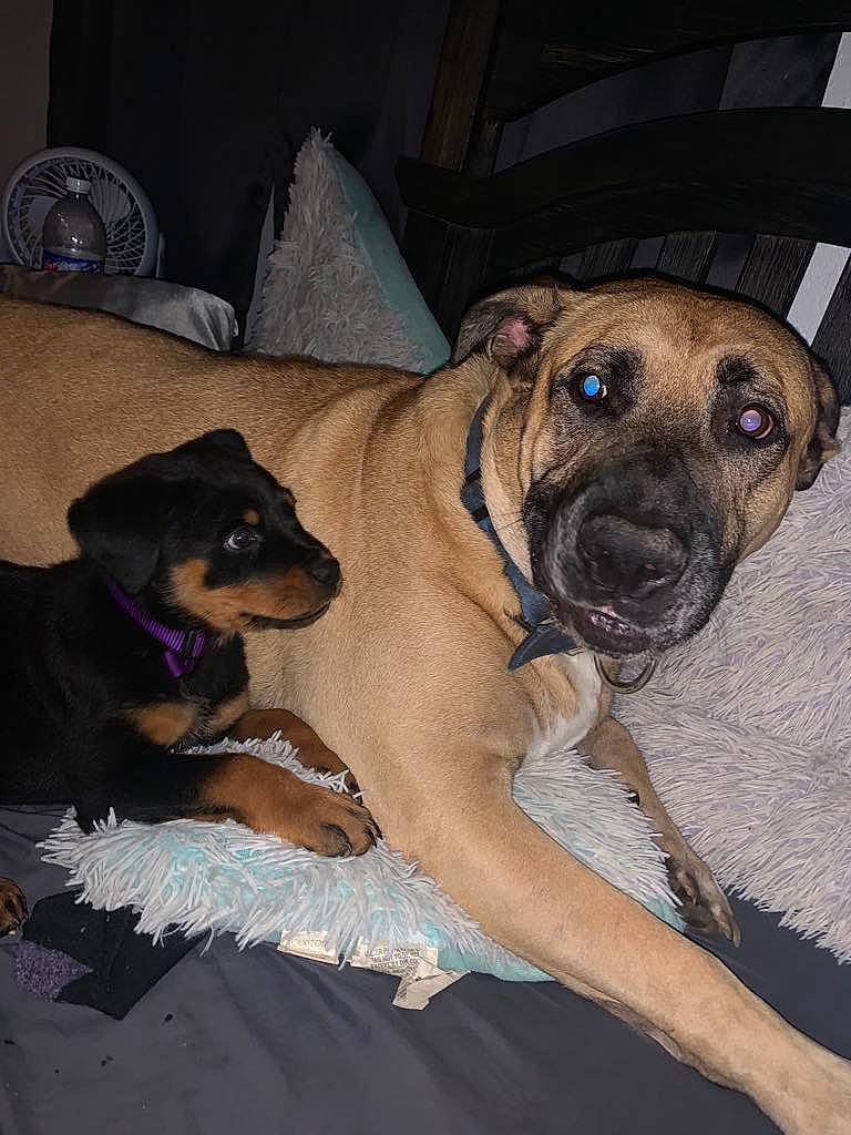 Bruno joined the competition — help win amazing prizes! canidae, carnivore, chair, comfort, companion_dog, dog, dog_breed, fawn, fur, guard_dog, mechanical_fan, non_sporting_group, sporting_group, whiskers, working_dog