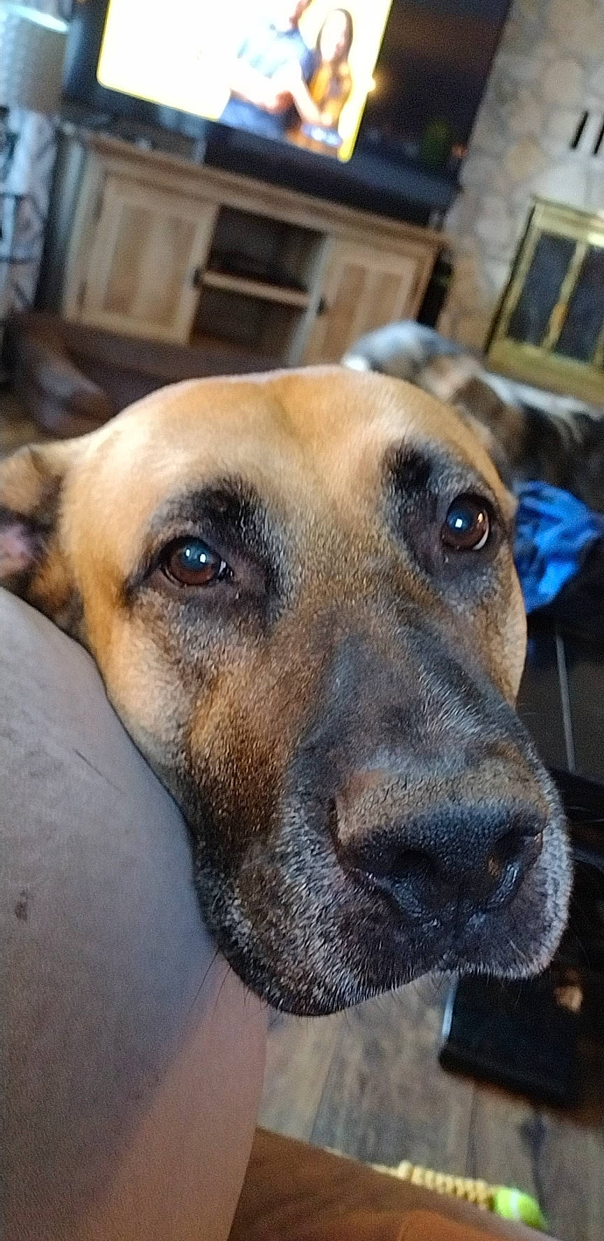 Bruno is registered to the contest to win money with this photo: ancient_dog_breeds, canidae, carnivore, collar, companion_dog, dog, dog_breed, fawn, fur, guard_dog, non_sporting_group, pet_supply, picture_frame, snout, sporting_group, terrestrial_animal, whiskers, working_dog