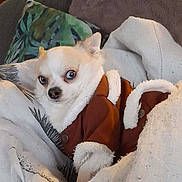 Spoke a rejoint le concours — aidez-le/la à gagner de superbes lots ! dog, small_dog, chihuahua, pet, blanket, jacket, brown_jacket, white_fur, couch, cushion, indoor, cozy, fur, ears, animal, looking, resting, comfort, cute, portrait