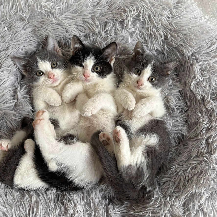 Riri Fifi Loulou a rejoint le concours — aidez-le/la à gagner de superbes lots ! adorable, animal, black, cat, cute, eyes, feline, fluffy_rug, fur, gray, indoor, kitten, lying_down, paws, pets, playful, resting, soft_texture, white, young