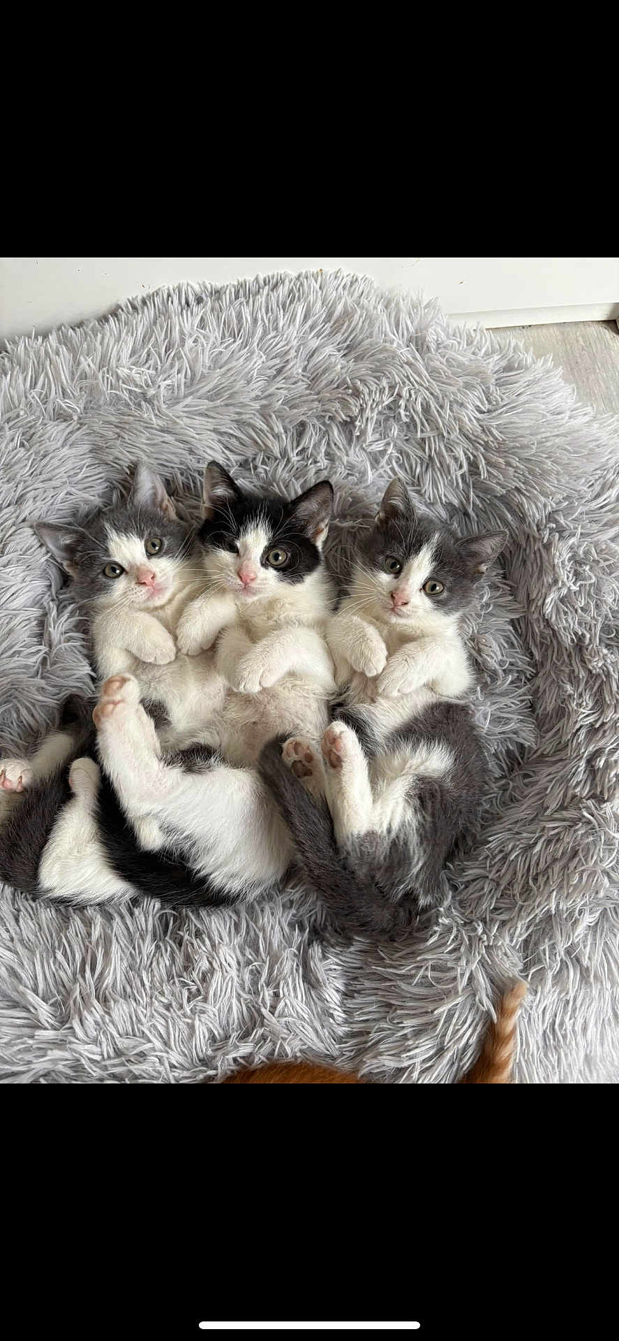 Riri Fifi Loulou a rejoint le concours — aidez-le/la à gagner de superbes lots ! kitten, cat, fluffy_rug, gray, white, black, lying_down, cute, pets, animal, feline, indoor, resting, young, playful, adorable, soft_texture, fur, paws, eyes