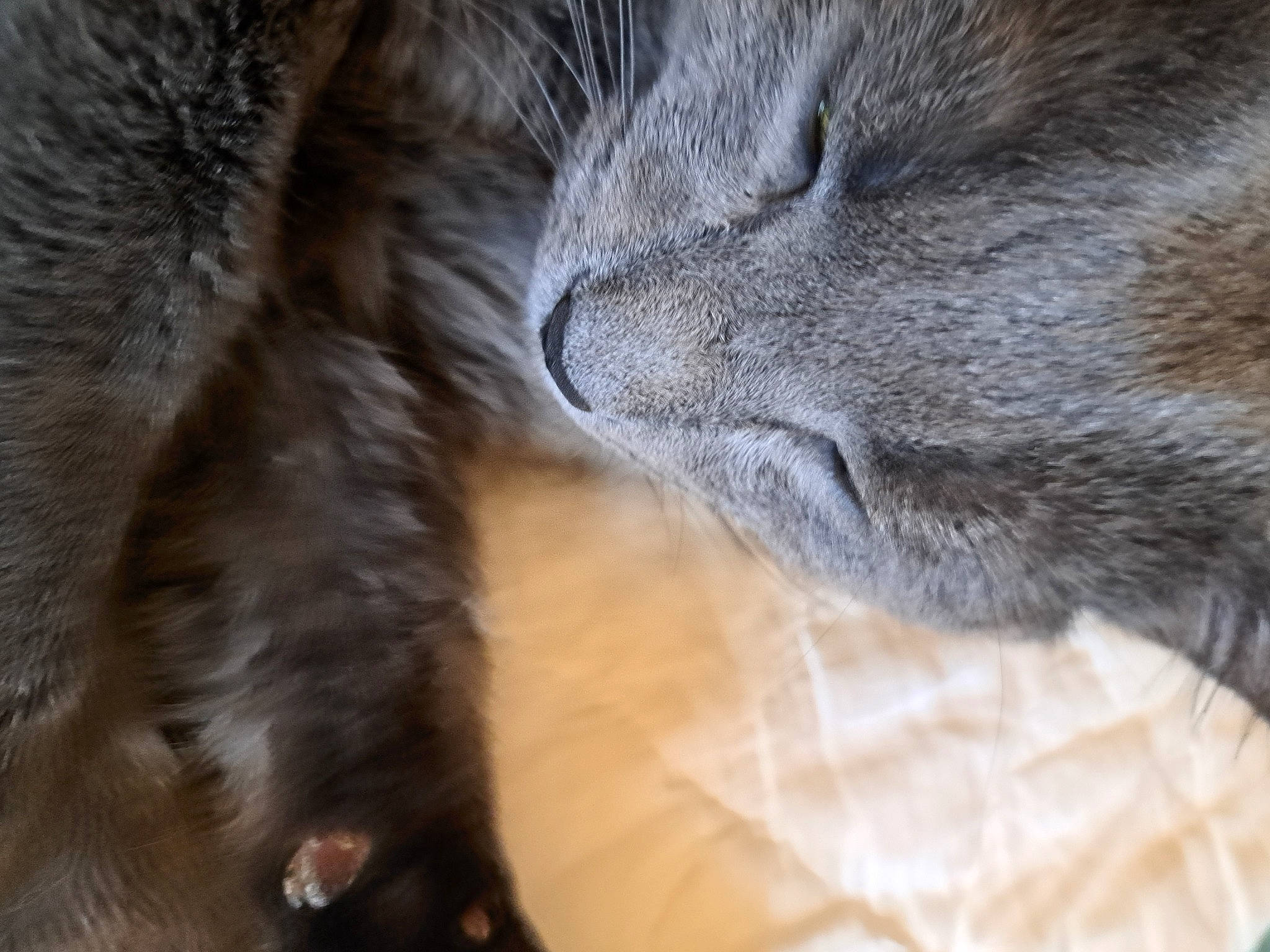 Yosimite Sam joined the competition — help win amazing prizes! carnivore, cat, claw, comfort, domestic_short_haired_cat, felidae, fur, grey, nap, paw, small_to_medium_sized_cats, snout, tail, terrestrial_animal, whiskers