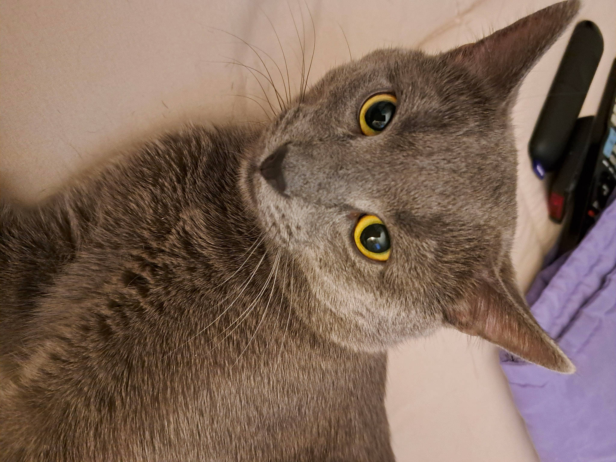 Yosimite Sam is registered to the contest to win money with this photo: carnivore, cat, domestic_short_haired_cat, ear, eye, felidae, fur, grey, russian_blue, small_to_medium_sized_cats, snout, terrestrial_animal, whiskers