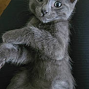 Thor is registered to the contest to win money with this photo: kitten, gray_cat, pet, animal, feline, cute, fur, whiskers, ears, eyes, paws, indoor, lying_down, portrait, young, small, mammal, curious, soft, relaxed