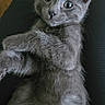 kitten, gray_cat, pet, animal, feline, cute, fur, whiskers, ears, eyes, paws, indoor, lying_down, portrait, young, small, mammal, curious, soft, relaxed