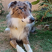 Duc a rejoint le concours — aidez-le/la à gagner de superbes lots ! animal, blue_eyes, calm, canine, collar, daylight, dog, ears, fur, garden, grass, laying_down, nature, outdoor, paws, pets, plants, portrait, side_view, snout