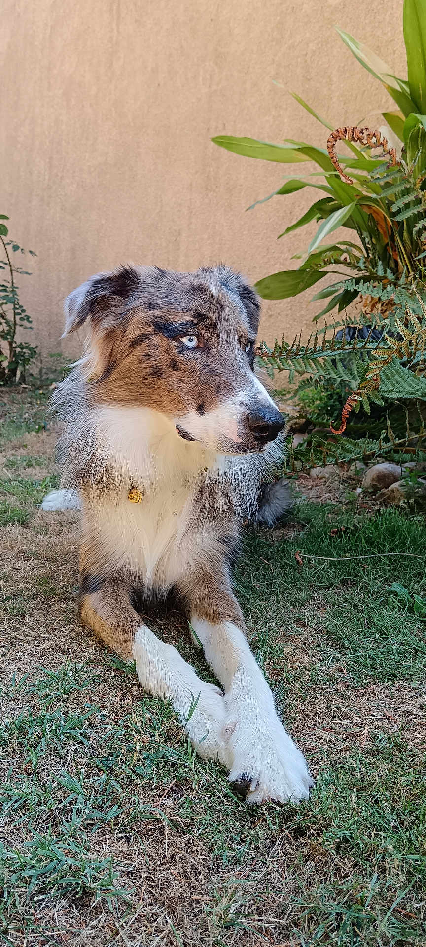 Duc a rejoint le concours — aidez-le/la à gagner de superbes lots ! animal, blue_eyes, calm, canine, collar, daylight, dog, ears, fur, garden, grass, laying_down, nature, outdoor, paws, pets, plants, portrait, side_view, snout
