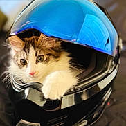 Mufasa joined the competition — help win amazing prizes! cat, kitten, helmet, motorcycle_helmet, visor, pet, indoor, cute, fur, paw, feline, portrait, closeup, reflective_surface, black, blue, curious, whiskers, cozy, accessory