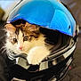 cat, kitten, helmet, motorcycle_helmet, visor, pet, indoor, cute, fur, paw, feline, portrait, closeup, reflective_surface, black, blue, curious, whiskers, cozy, accessory