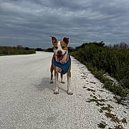 Darwin joined the competition — help win amazing prizes! dog, canine, animal, pet, outdoor, road, gravel, cloudy_sky, greenery, nature, happy, tongue_out, blue_harness, walking, daytime, mammal, ears_up, standing, open_mouth, smiling