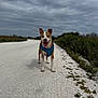 dog, canine, animal, pet, outdoor, road, gravel, cloudy_sky, greenery, nature, happy, tongue_out, blue_harness, walking, daytime, mammal, ears_up, standing, open_mouth, smiling