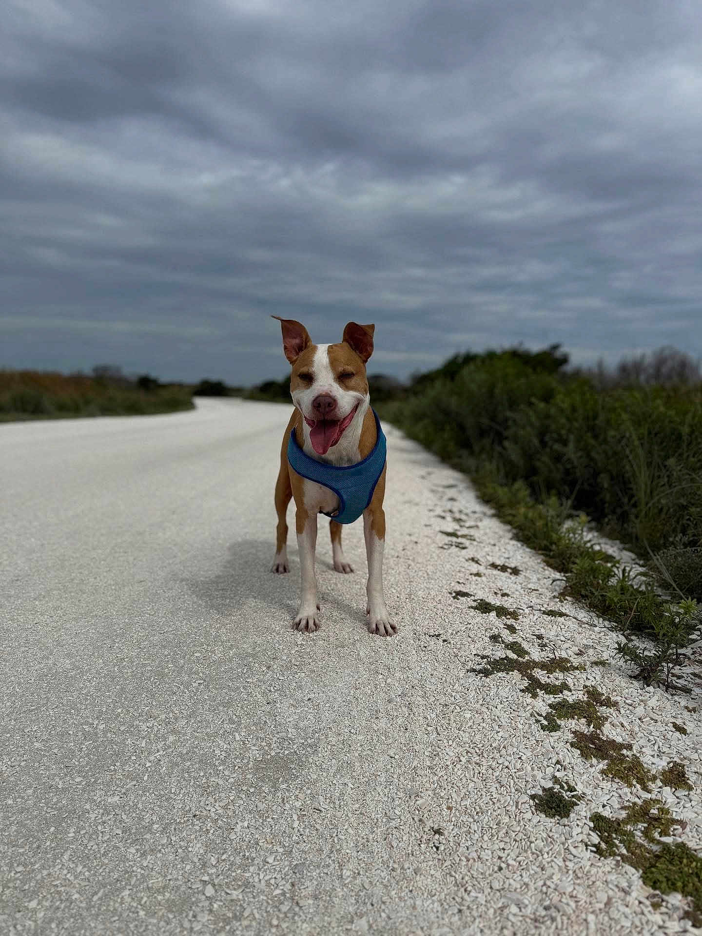 Darwin joined the competition — help win amazing prizes! dog, canine, animal, pet, outdoor, road, gravel, cloudy_sky, greenery, nature, happy, tongue_out, blue_harness, walking, daytime, mammal, ears_up, standing, open_mouth, smiling