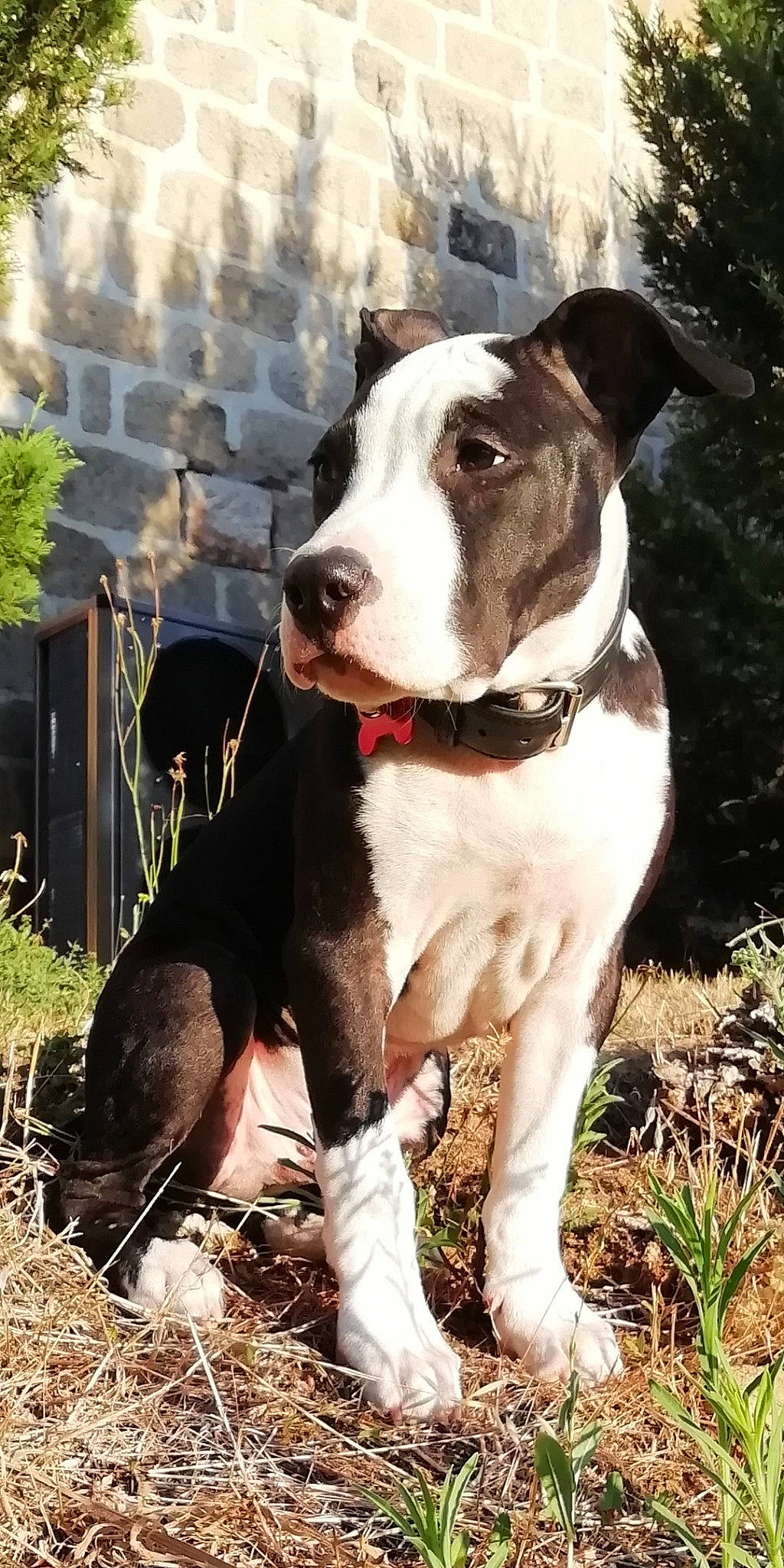 Pongo a rejoint le concours — aidez-le/la à gagner de superbes lots ! american_pit_bull_terrier, american_staffordshire_terrier, canidae, carnivore, catahoula_bulldog, dog, dog_breed, fawn, mammal, non_sporting_group, pit_bull, rare_breed_dog, snout, vertebrate