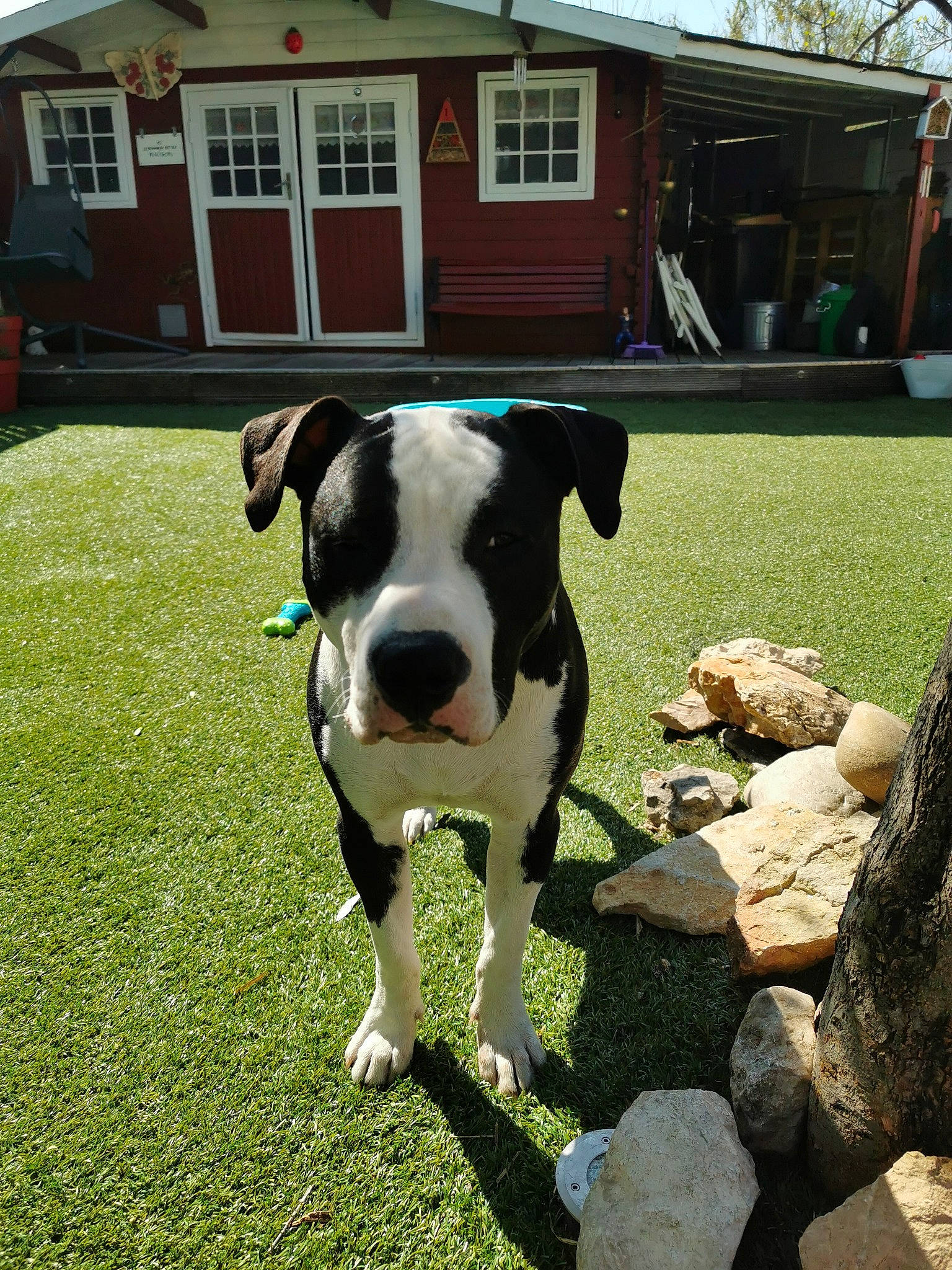 Pongo a rejoint le concours — aidez-le/la à gagner de superbes lots ! american_bulldog, american_staffordshire_terrier, canidae, carnivore, dog, dog_breed, fawn, grass, house, mammal, non_sporting_group, pit_bull, plant, snout, sporting_group, vertebrate