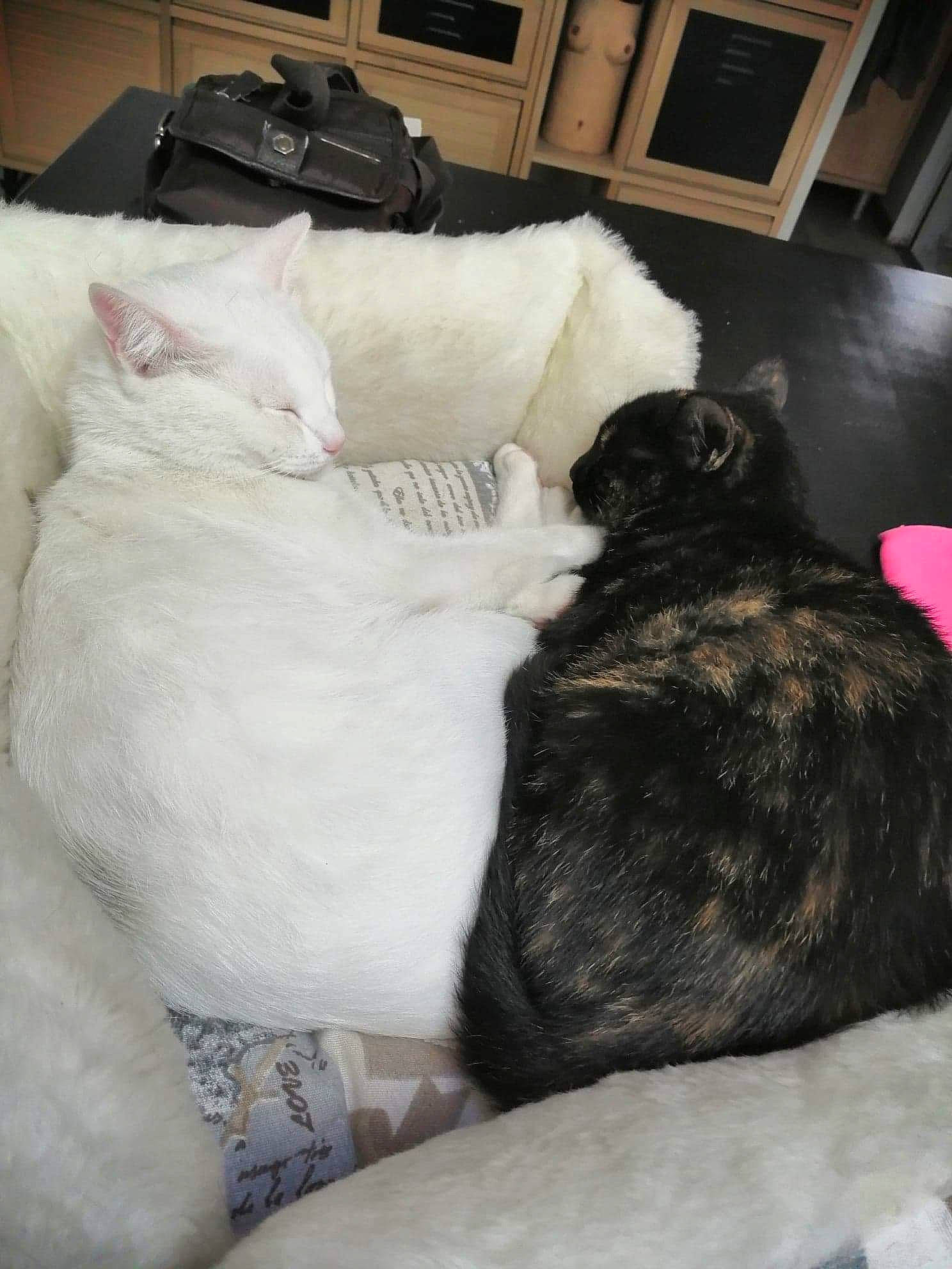 Marla participe au concours pour gagner de l'argent avec cette photo : canidae, carnivore, cat, comfort, fawn, felidae, fur, furniture, kitten, linens, nap, sleep, small_to_medium_sized_cats, tail, whiskers